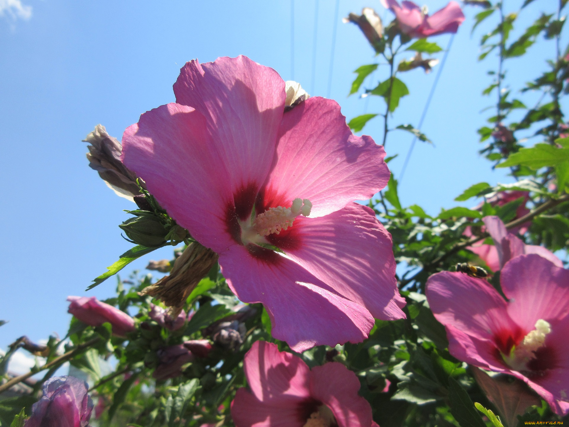 цветы, гибискусы, лето, 2018