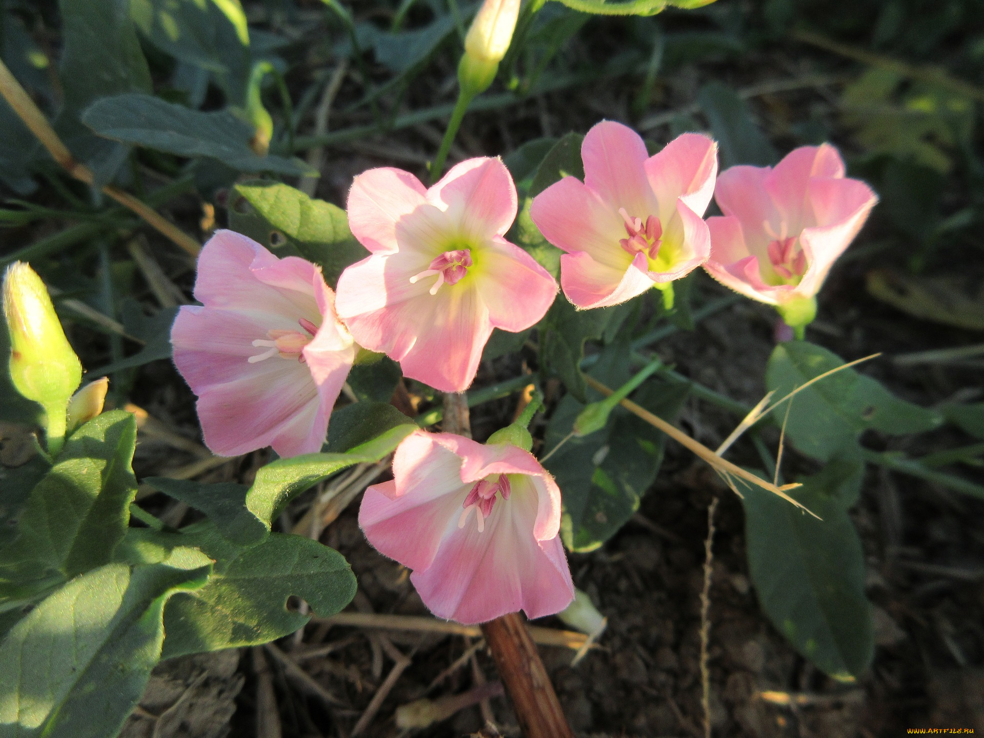 цветы, луговые, , полевые, , цветы, лето, 2018