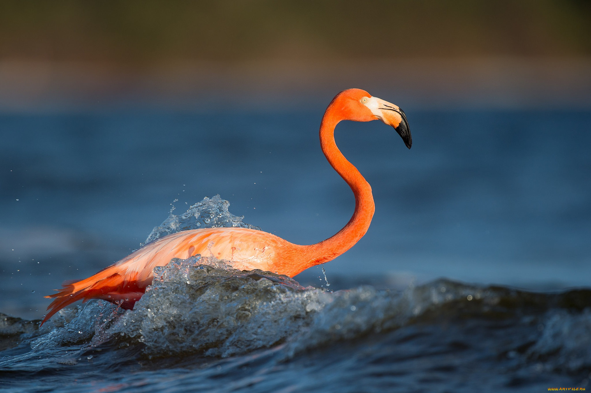 животные, фламинго, flamingo