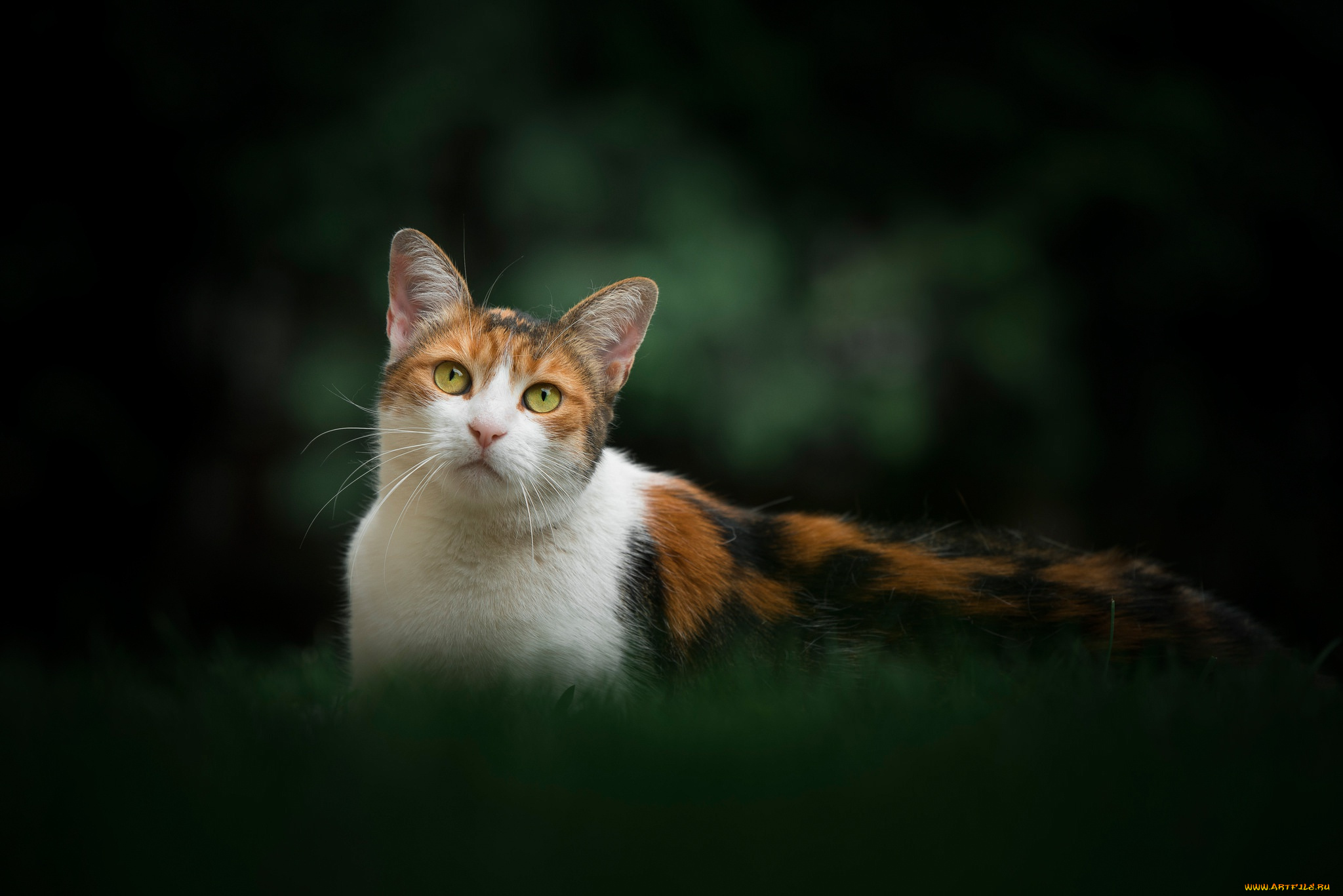 животные, коты, киска