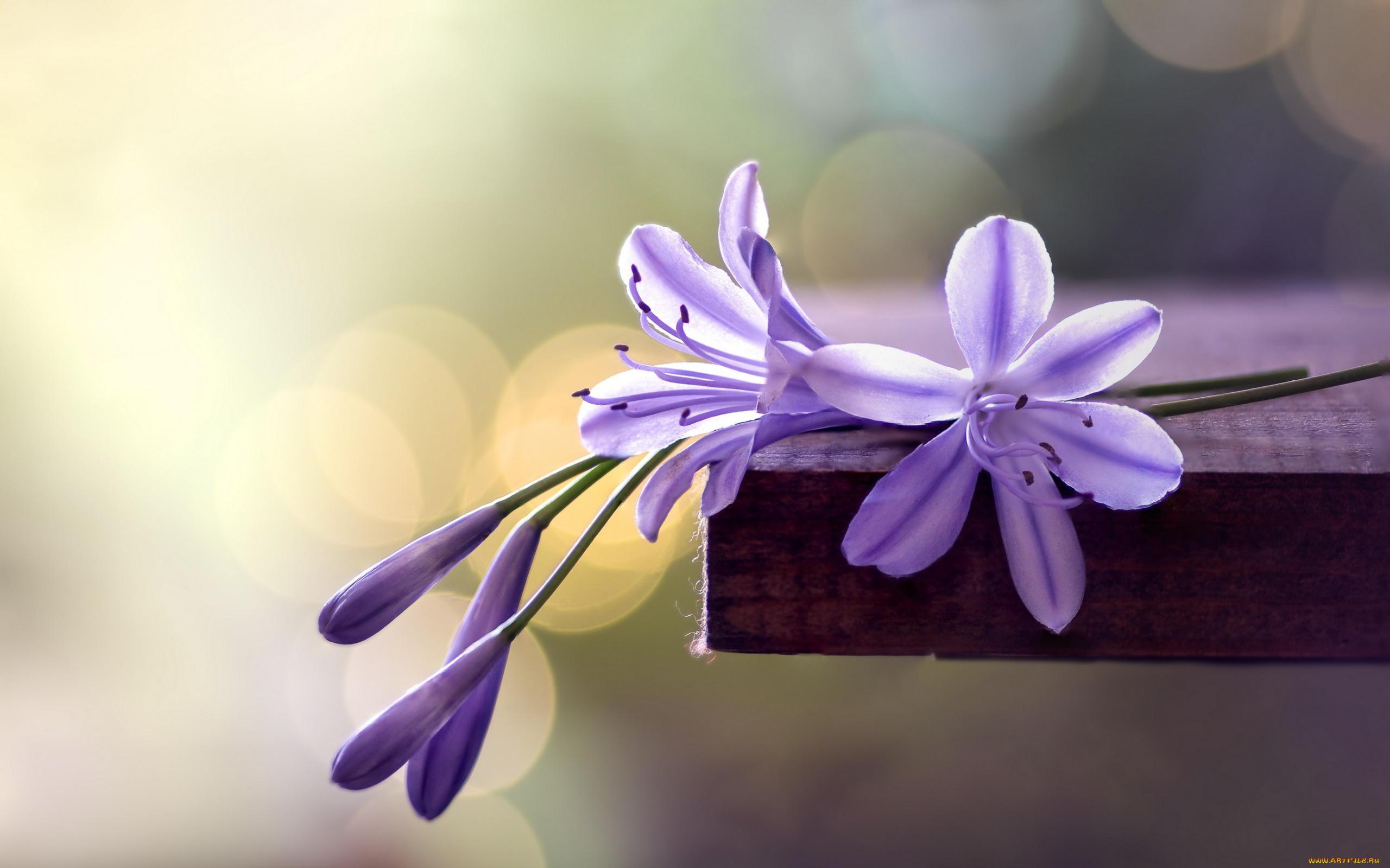 цветы, макро