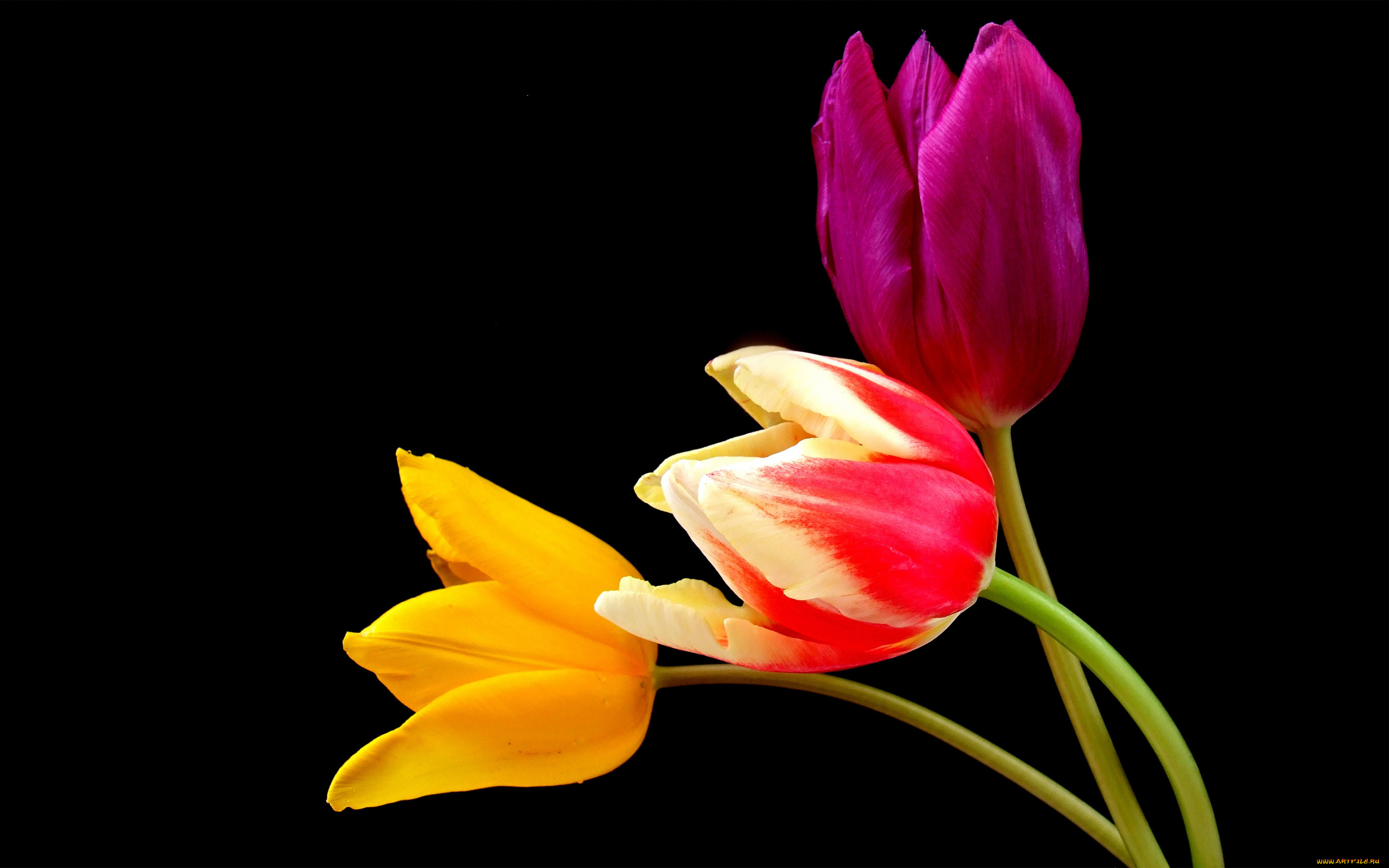 цветы, тюльпаны