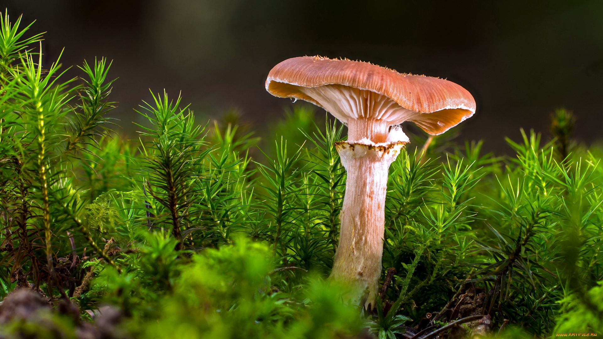 природа, грибы, мох, гриб