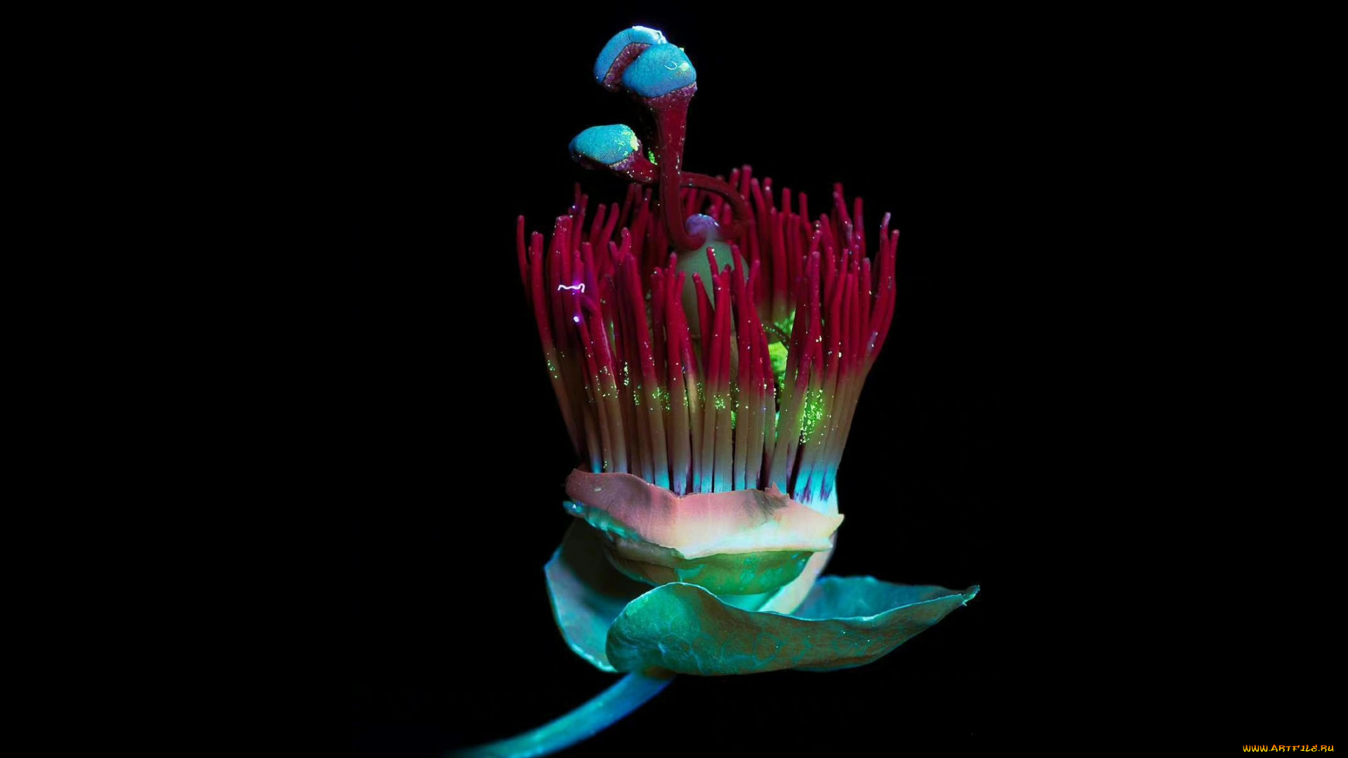 цветы, пассифлора, чёрный, фон, цветок