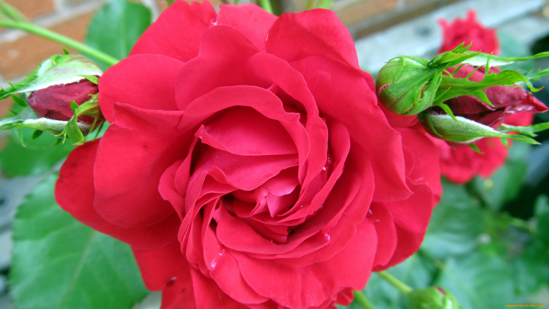 цветы, розы, алая, роза, бутоны