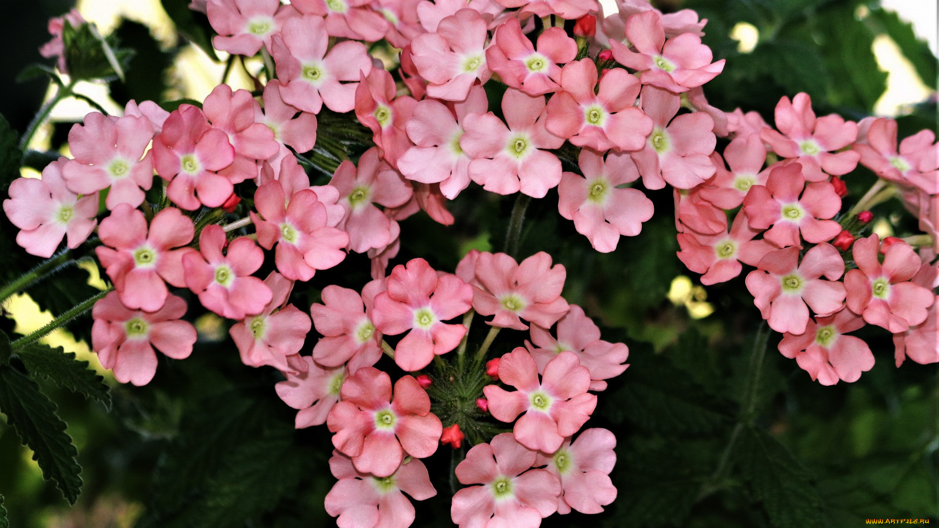 цветы, вербена, розовая
