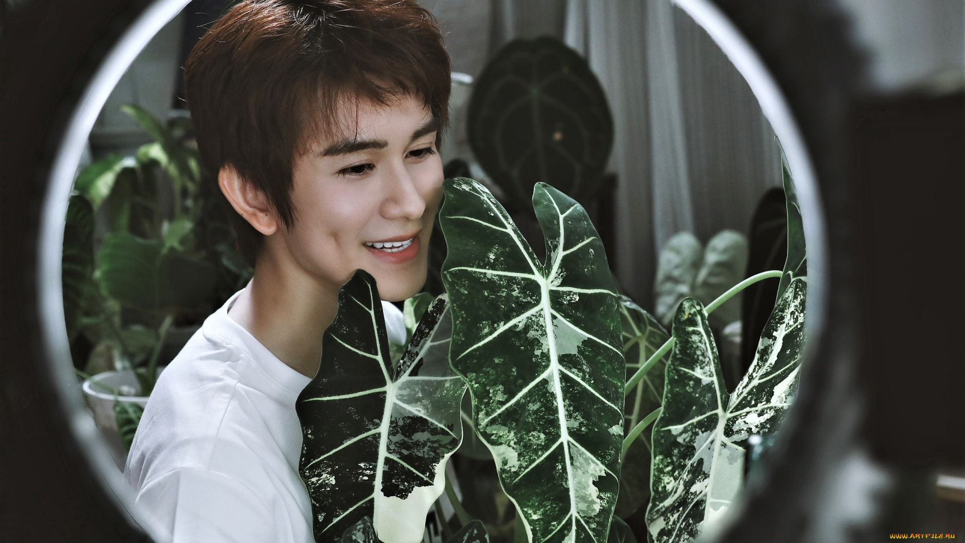 мужчины, zhu, zanjin, актер, цветок