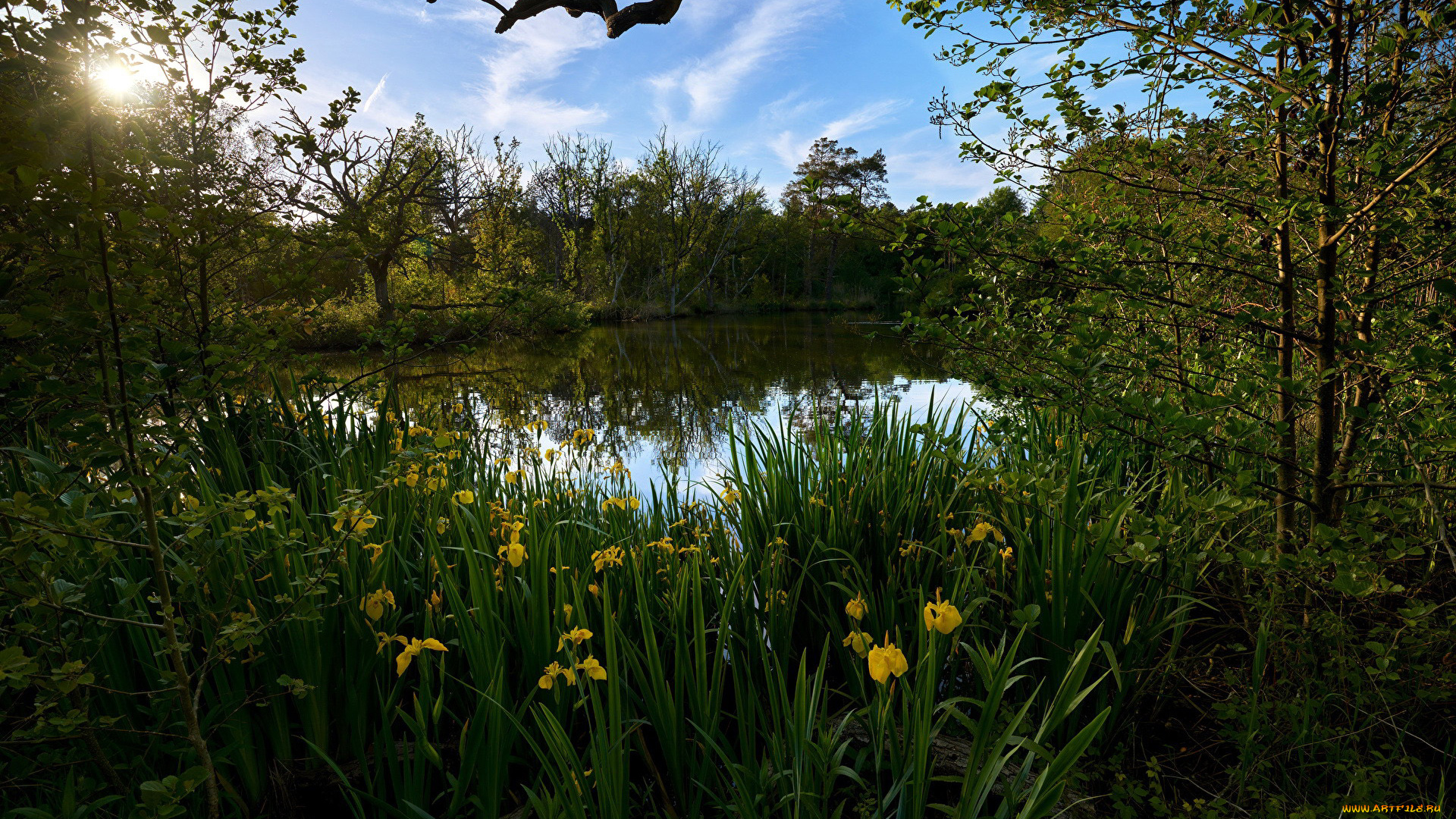 природа, реки, озера, пруд, ирисы, лето