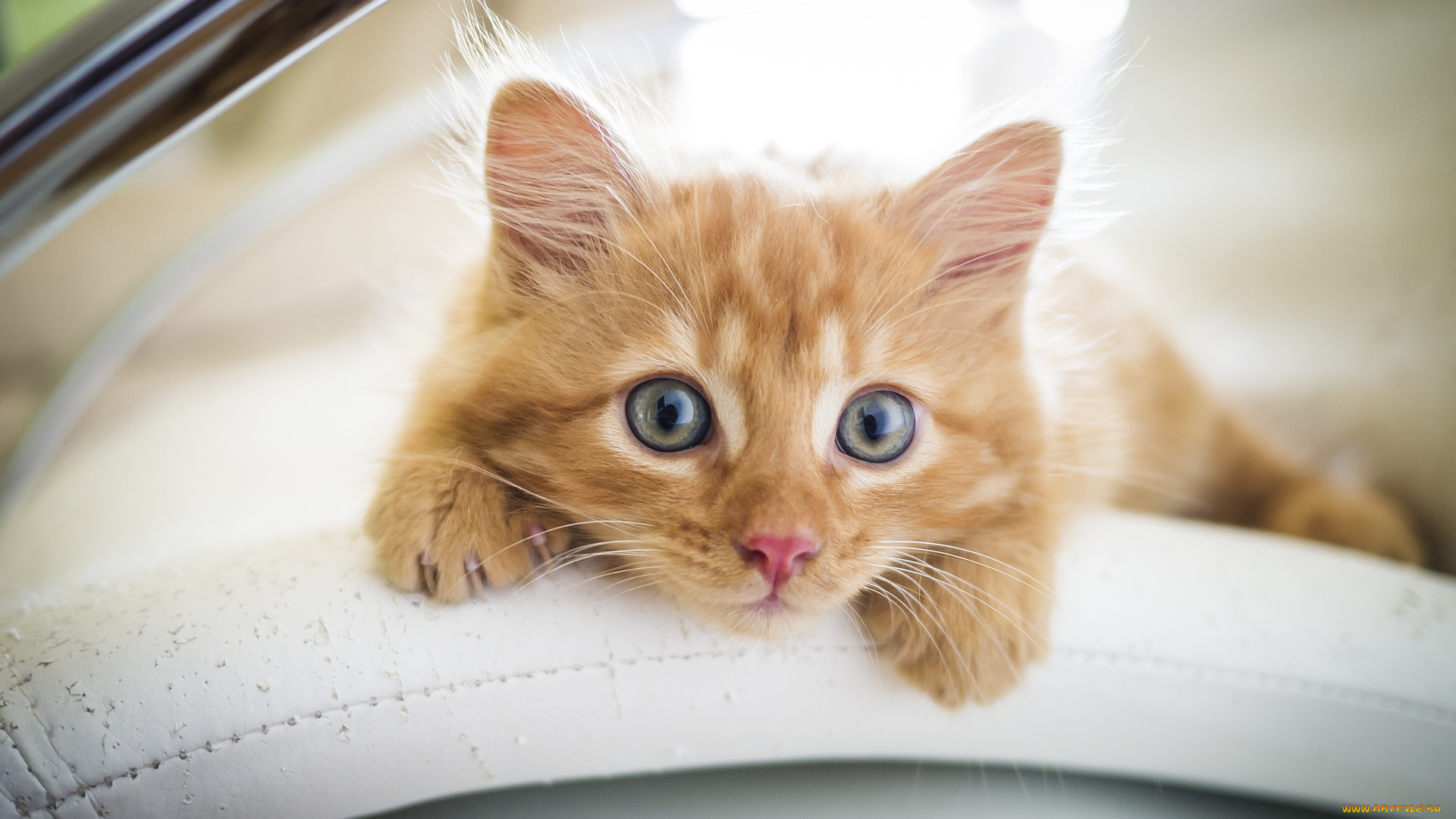 животные, коты, кот, кошка