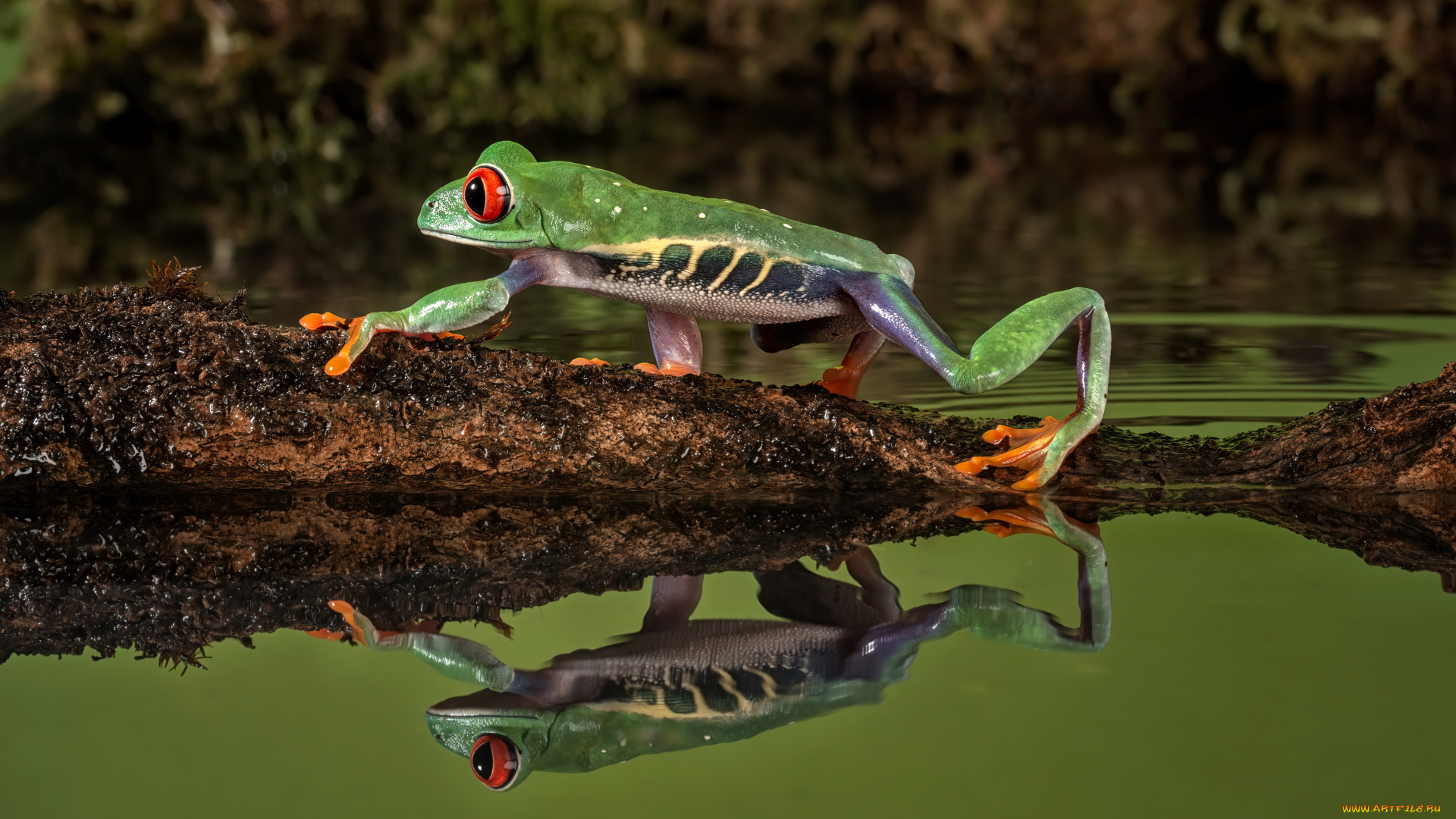 животные, лягушки, лягушка