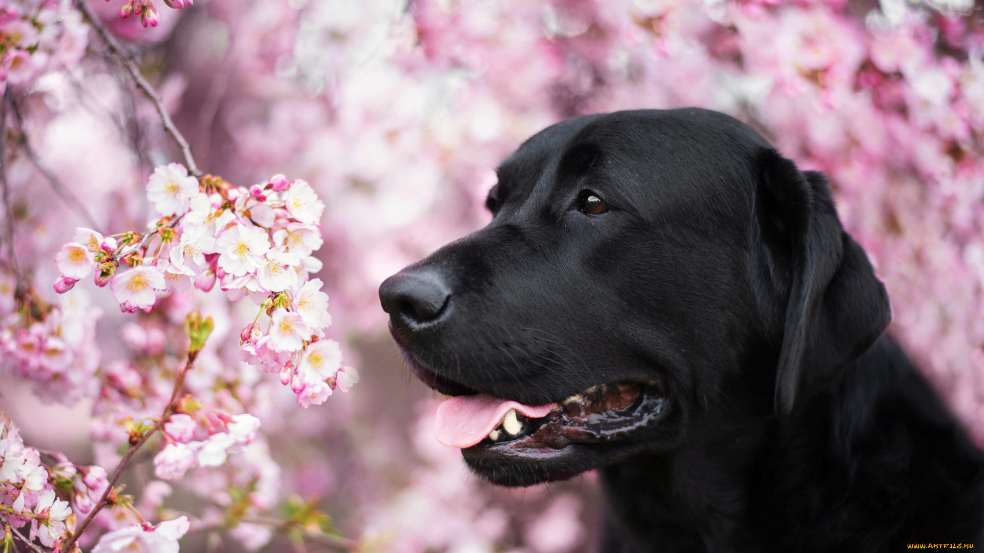 животные, собаки, собака