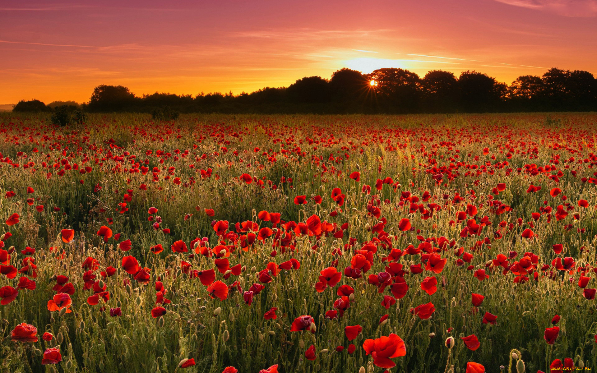 цветы, маки, закат, алые, поле