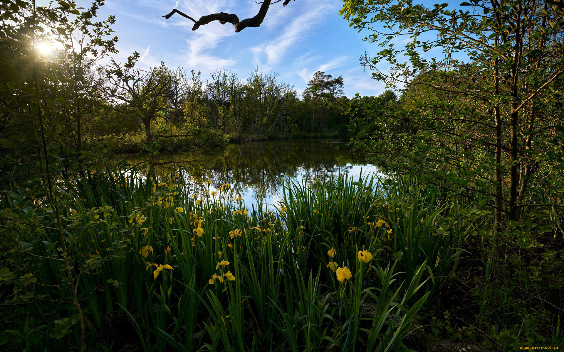 природа, реки, озера, пруд, ирисы, лето