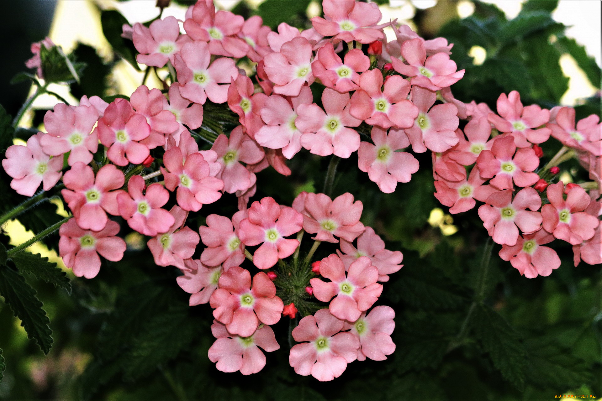 цветы, вербена, розовая