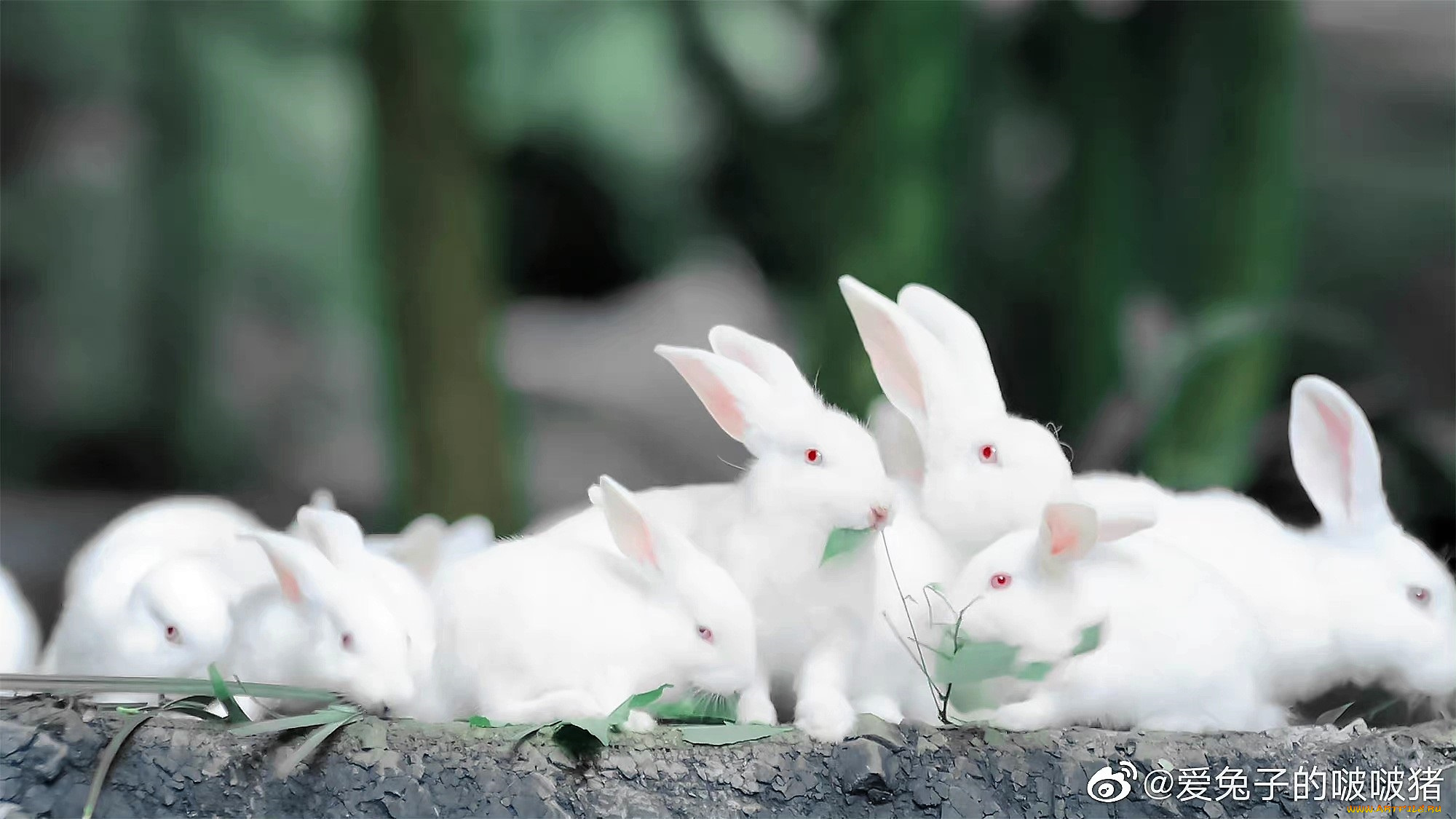 кино, фильмы, the, untamed, кролики