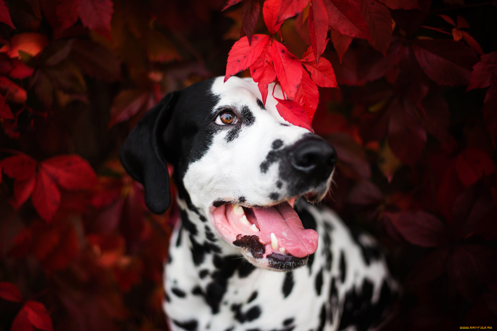 животные, собаки, собака