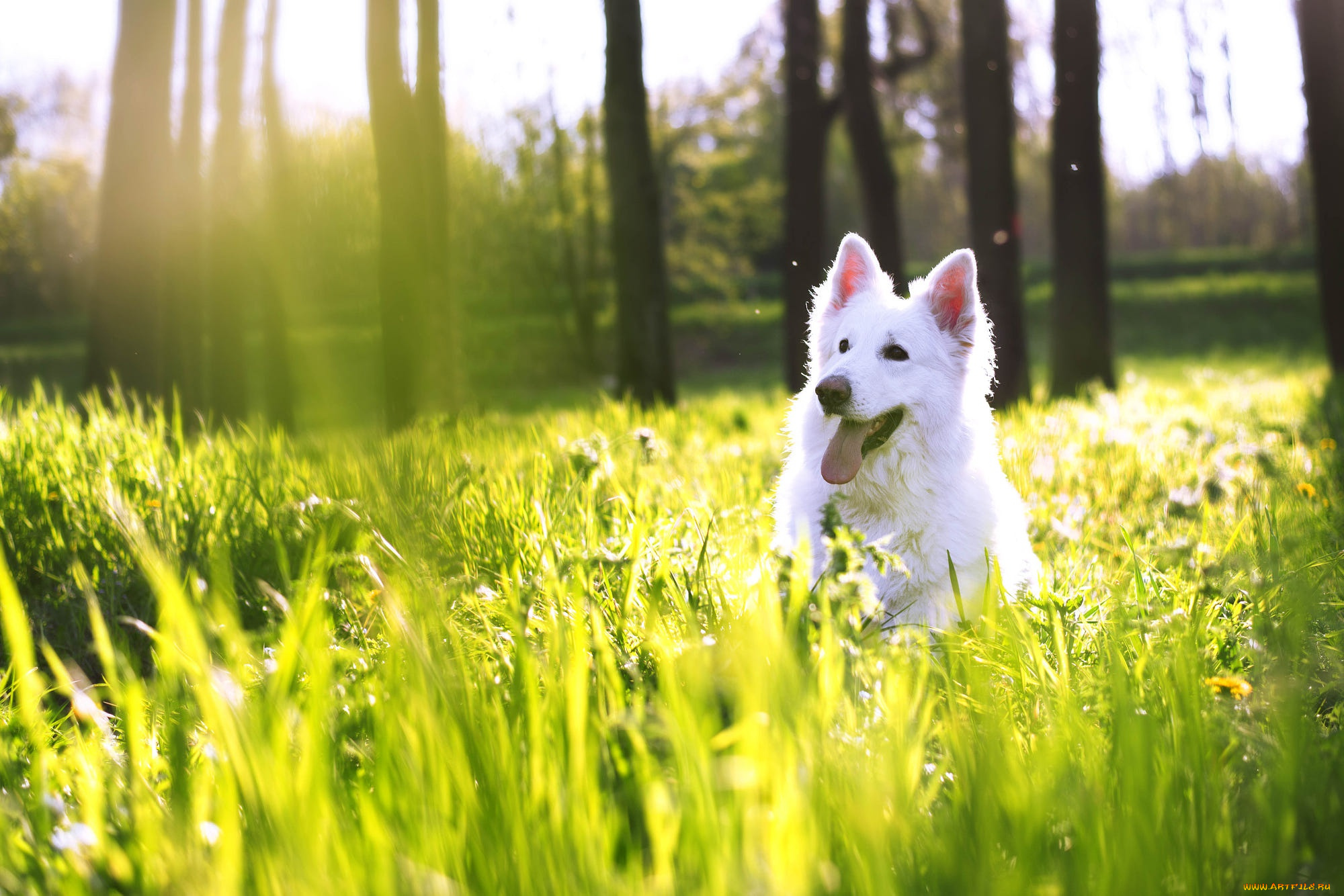 животные, собаки, собака
