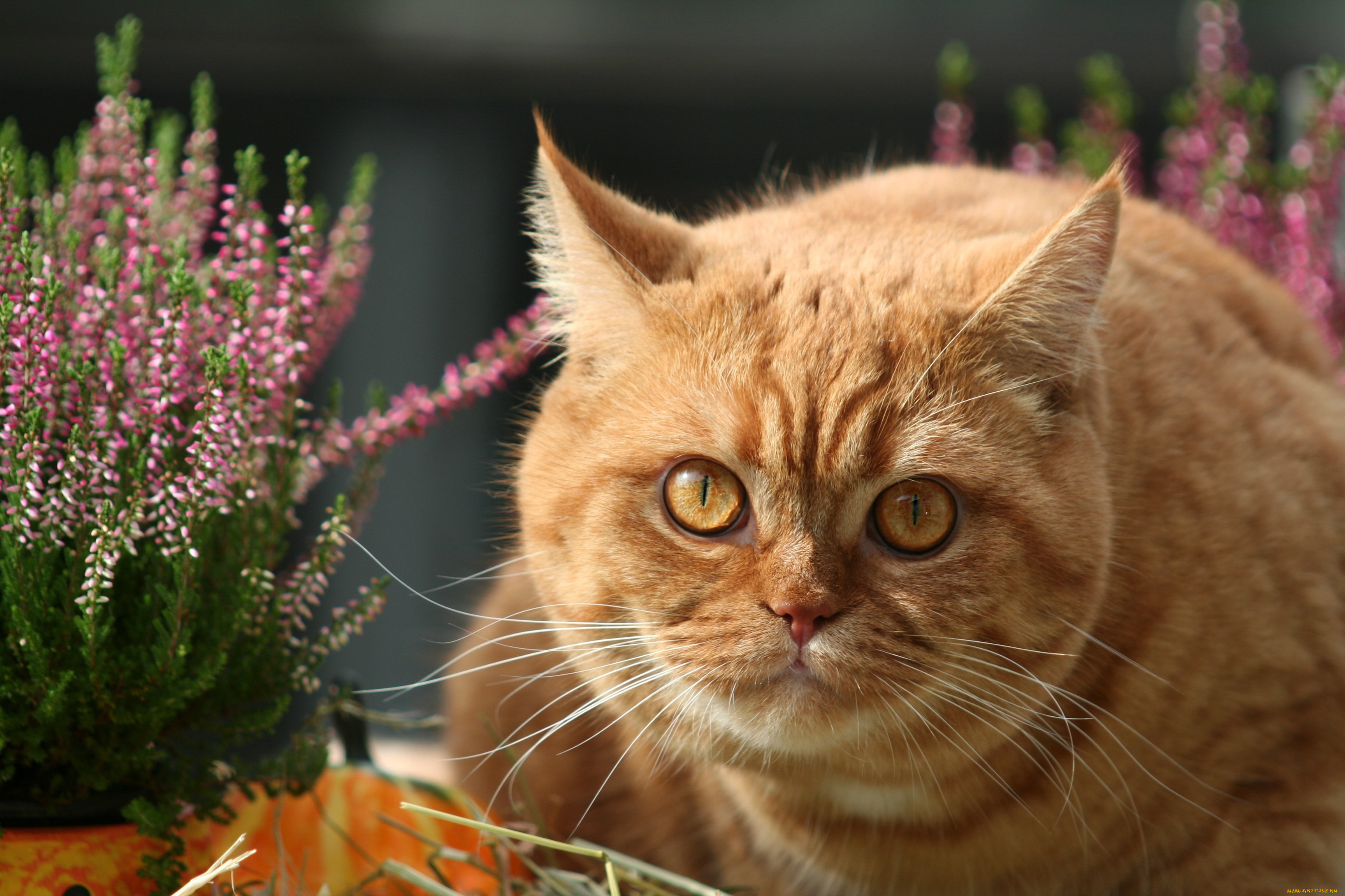 животные, коты, кот, кошка