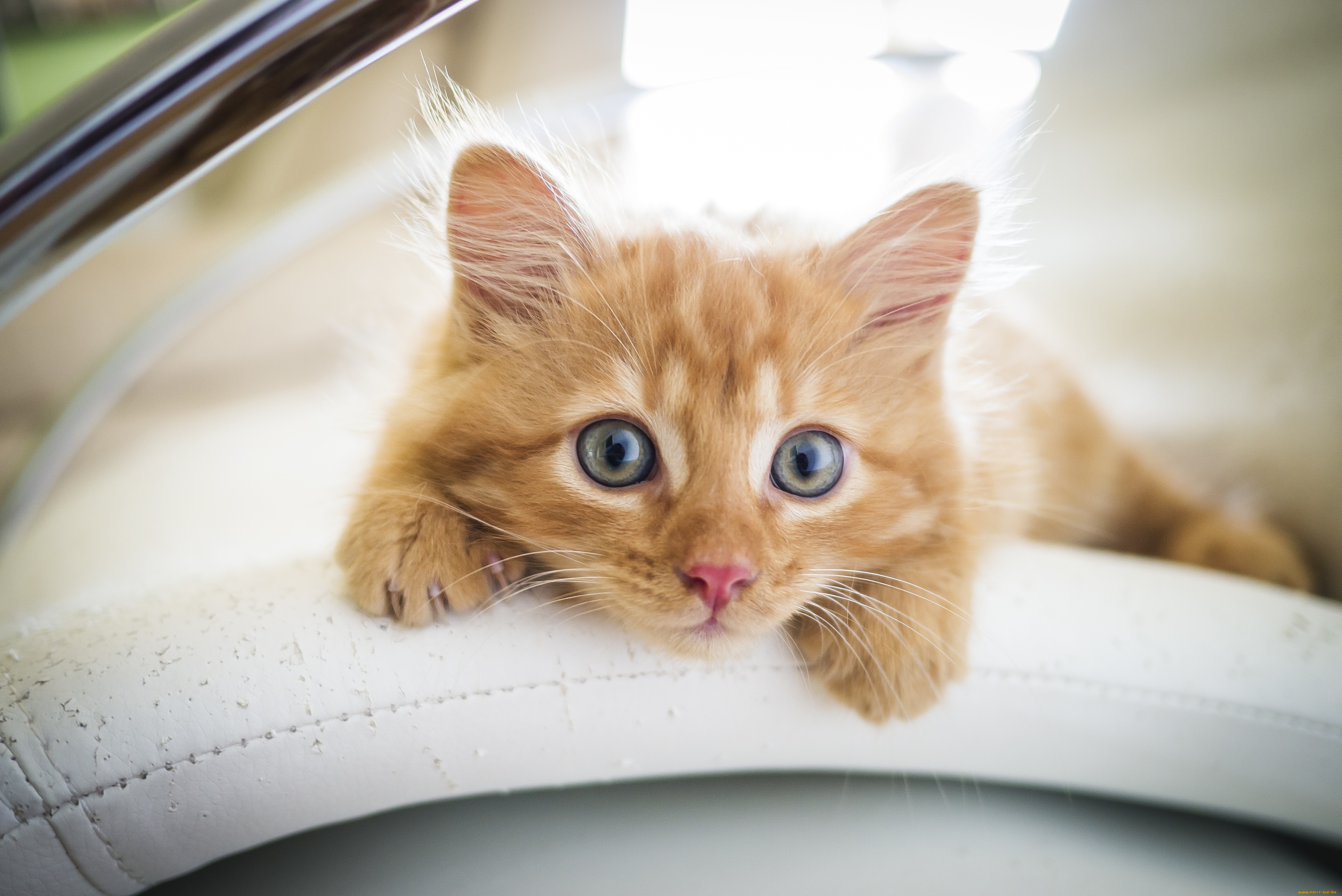 животные, коты, кот, кошка