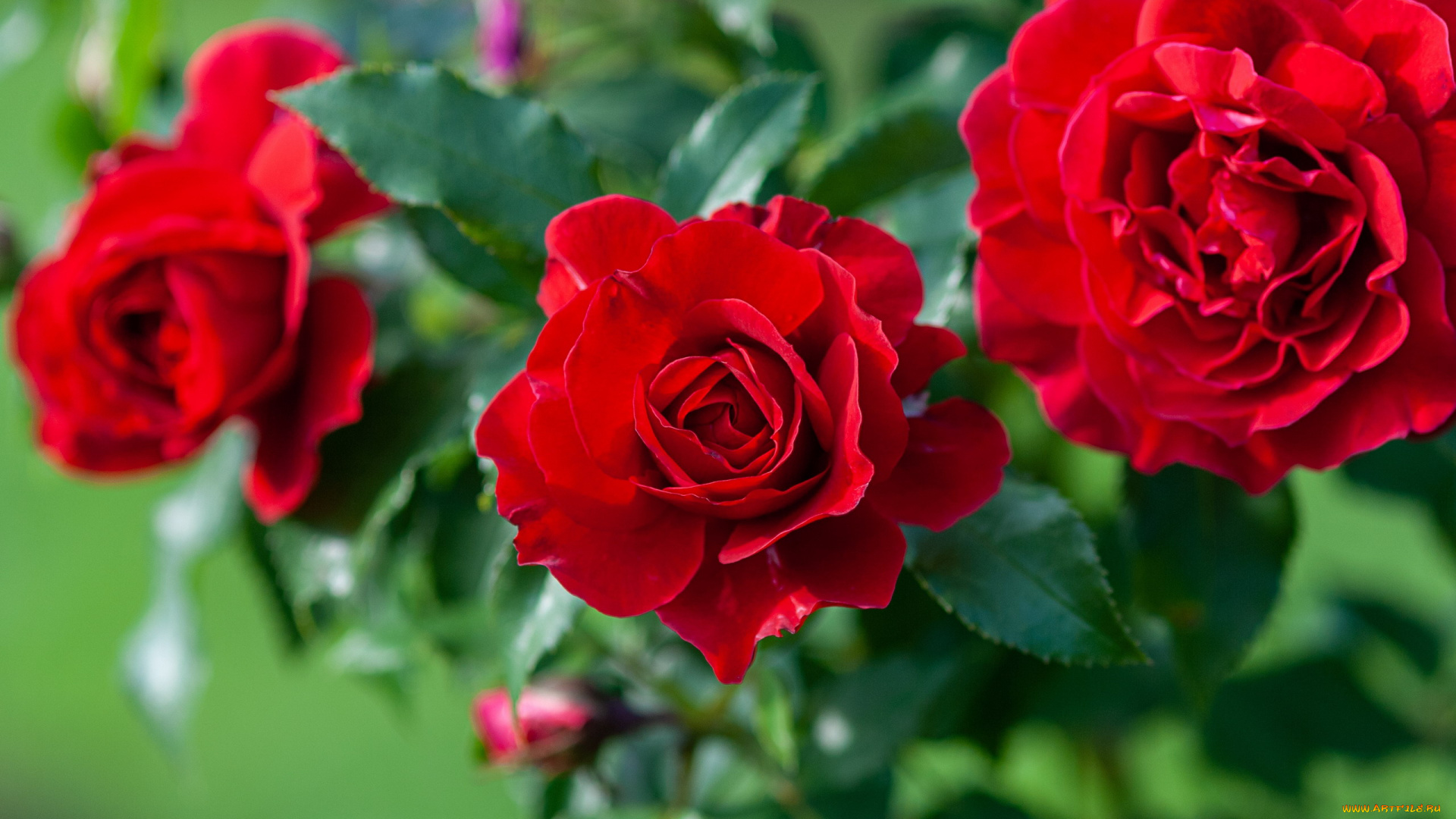 цветы, розы, алые, трио