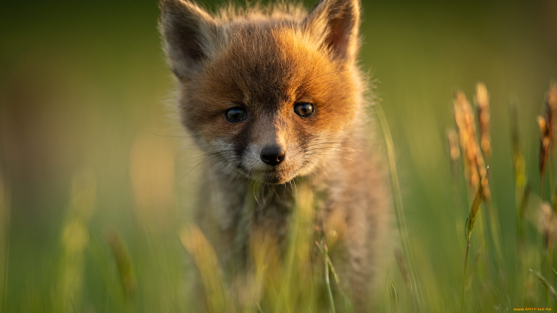 животные, лисы, лисёнок