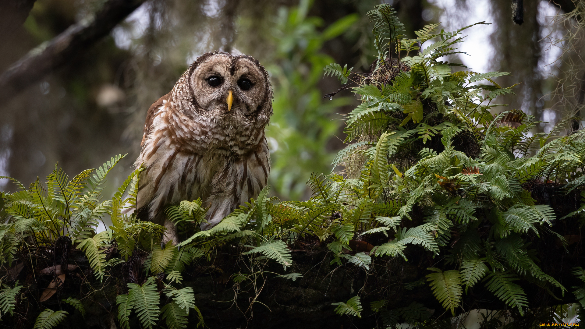 животные, совы, сова