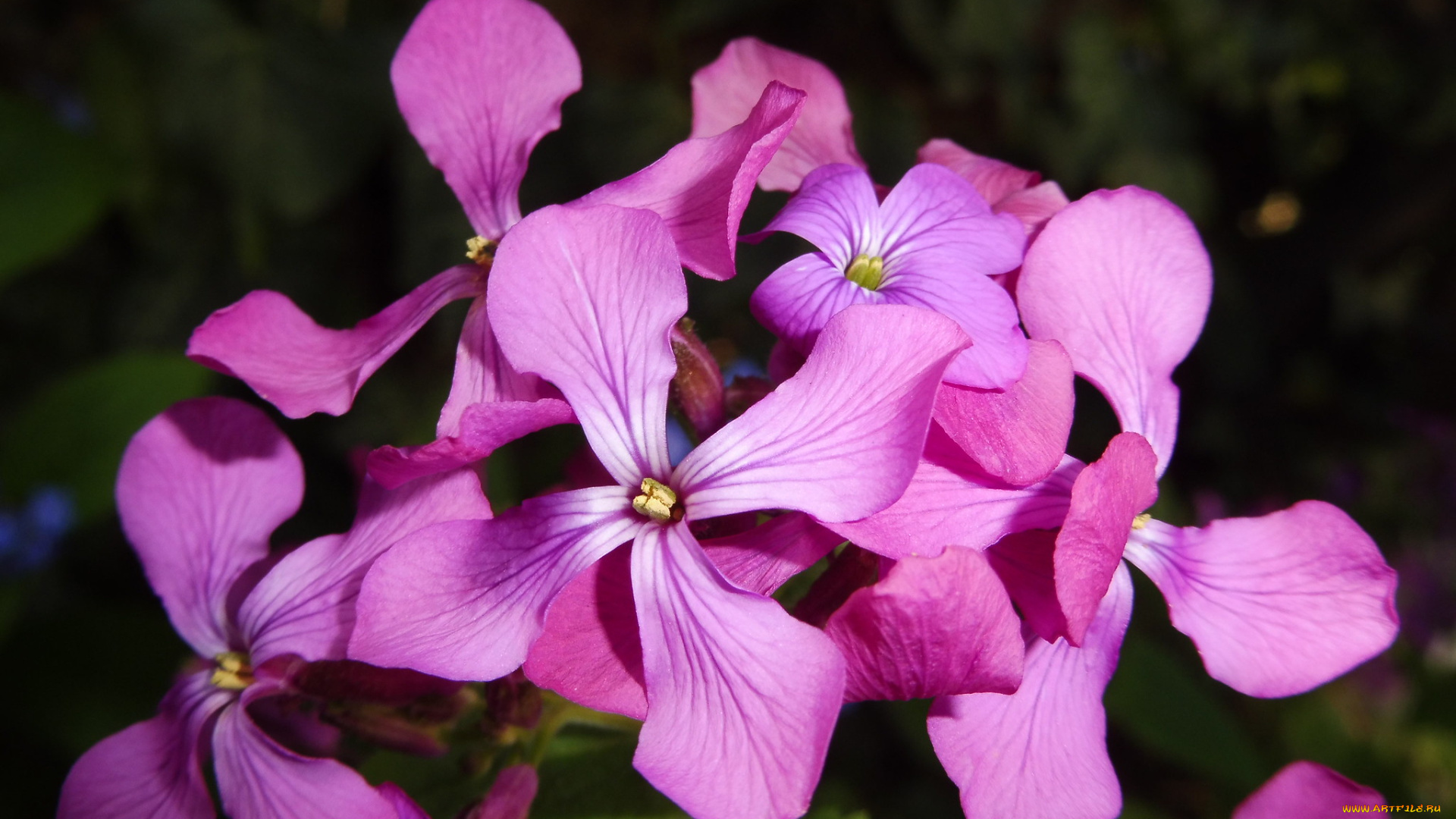 цветы, фиалки, ночная, фиалка