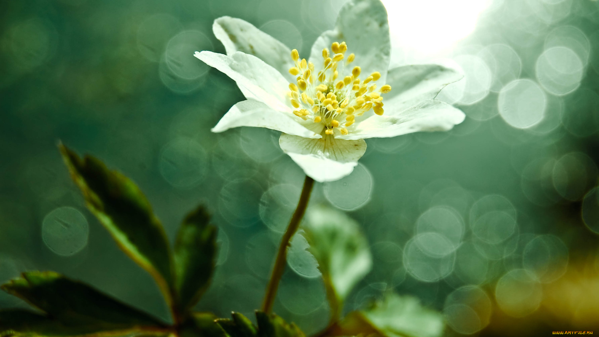 цветы, ветреницы, , печёночницы, белый