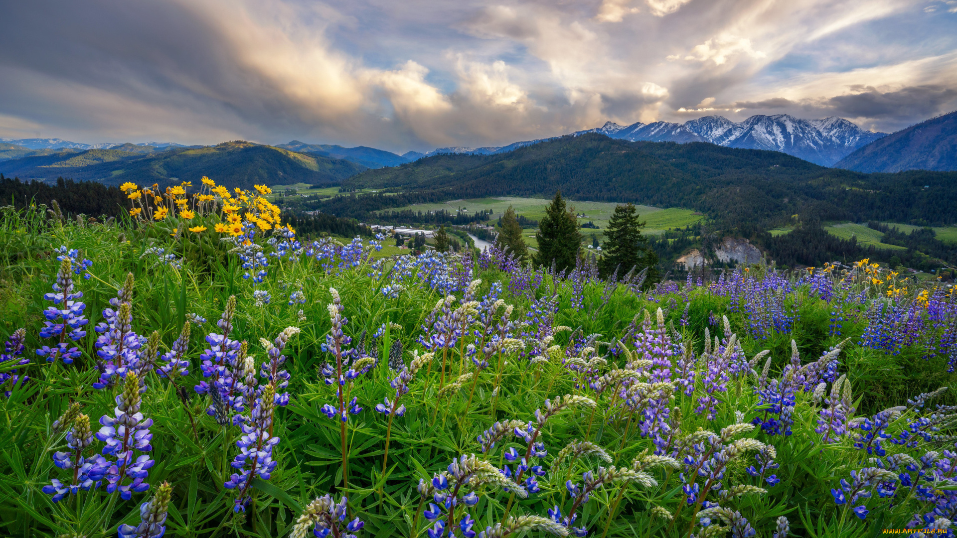 природа, луга, пейзаж