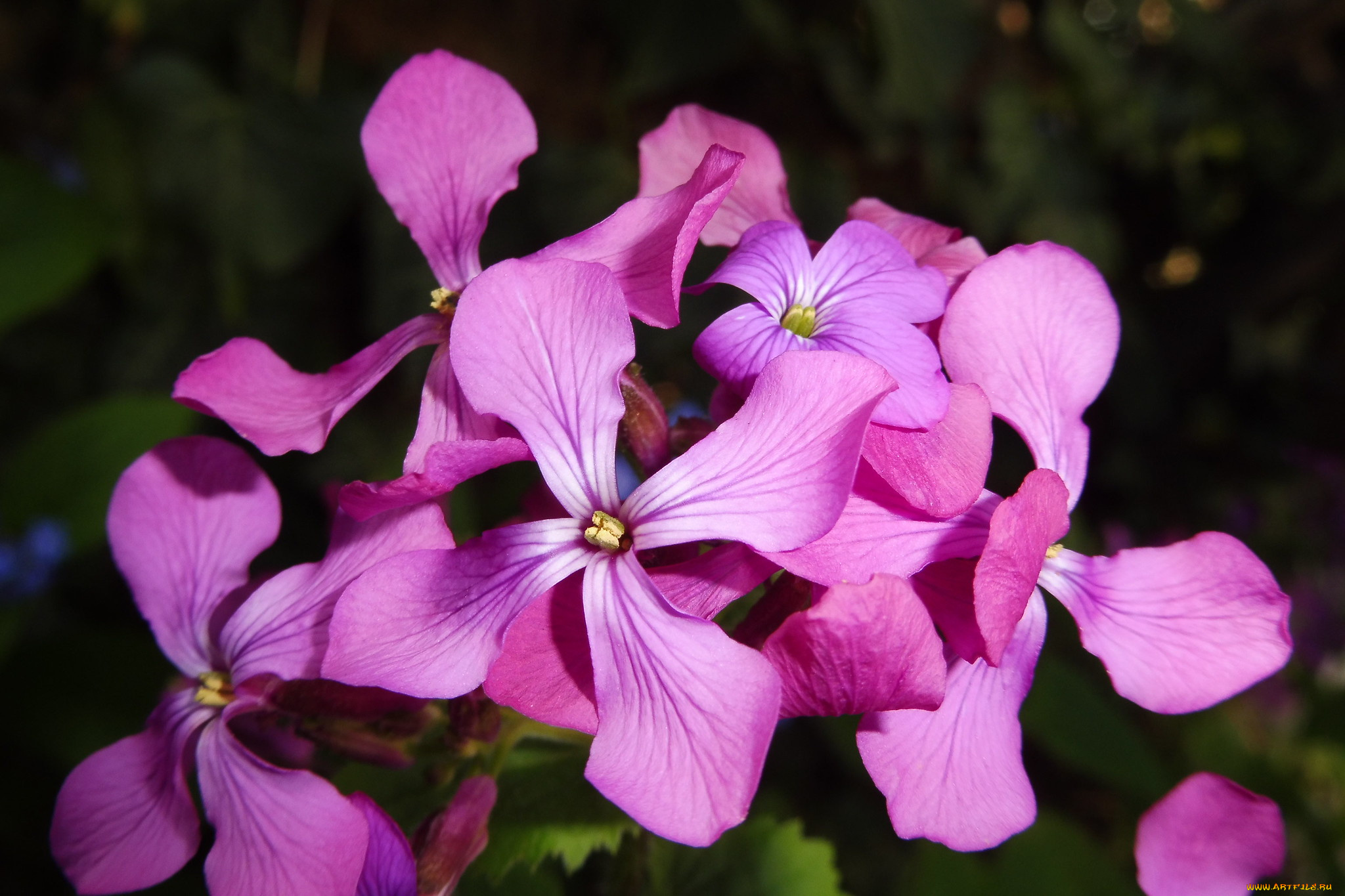 цветы, фиалки, ночная, фиалка