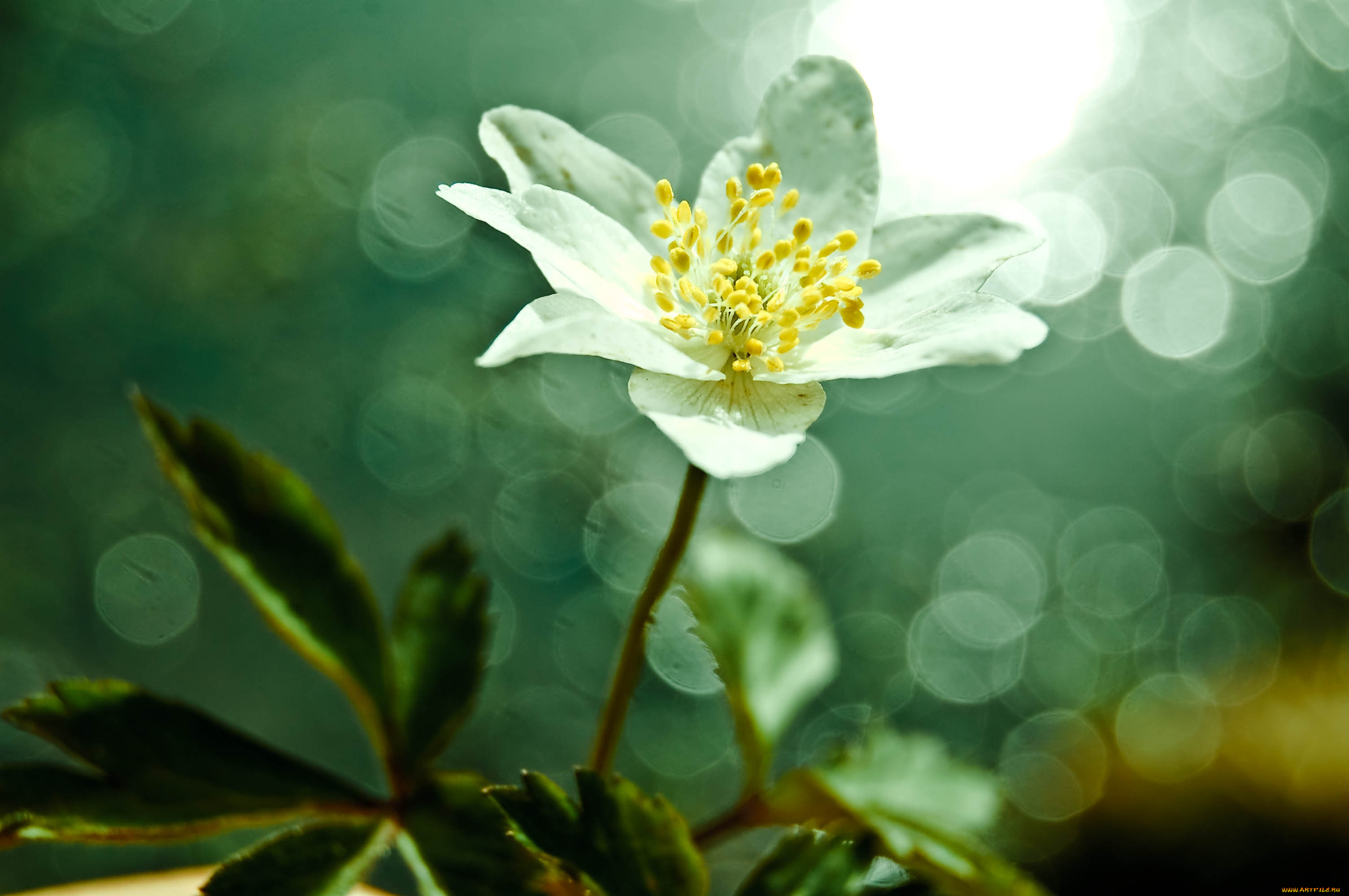 цветы, ветреницы, , печёночницы, белый