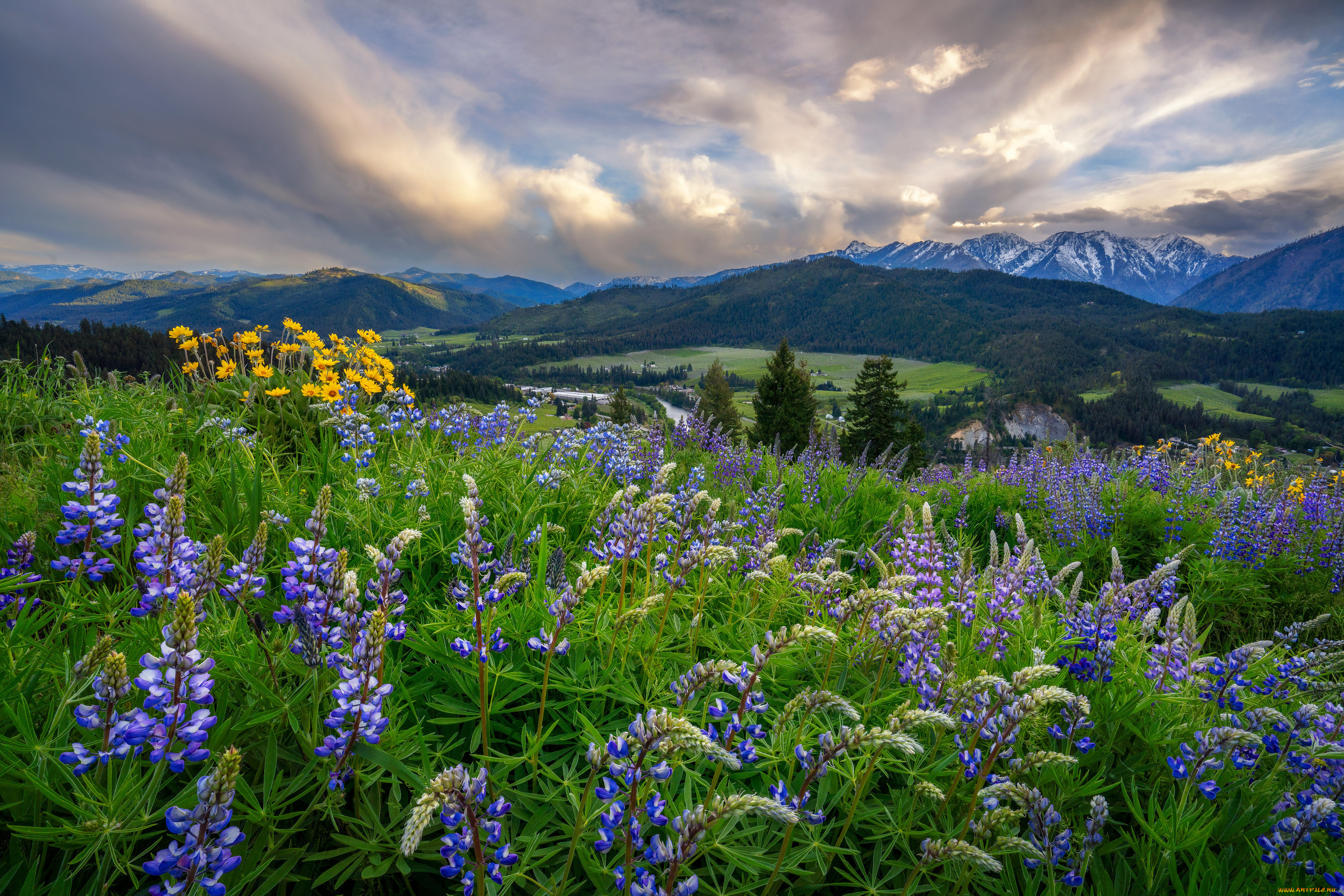 природа, луга, пейзаж