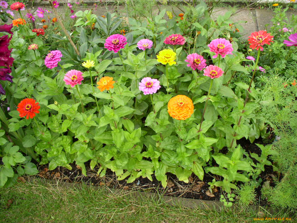 цветы, цинния