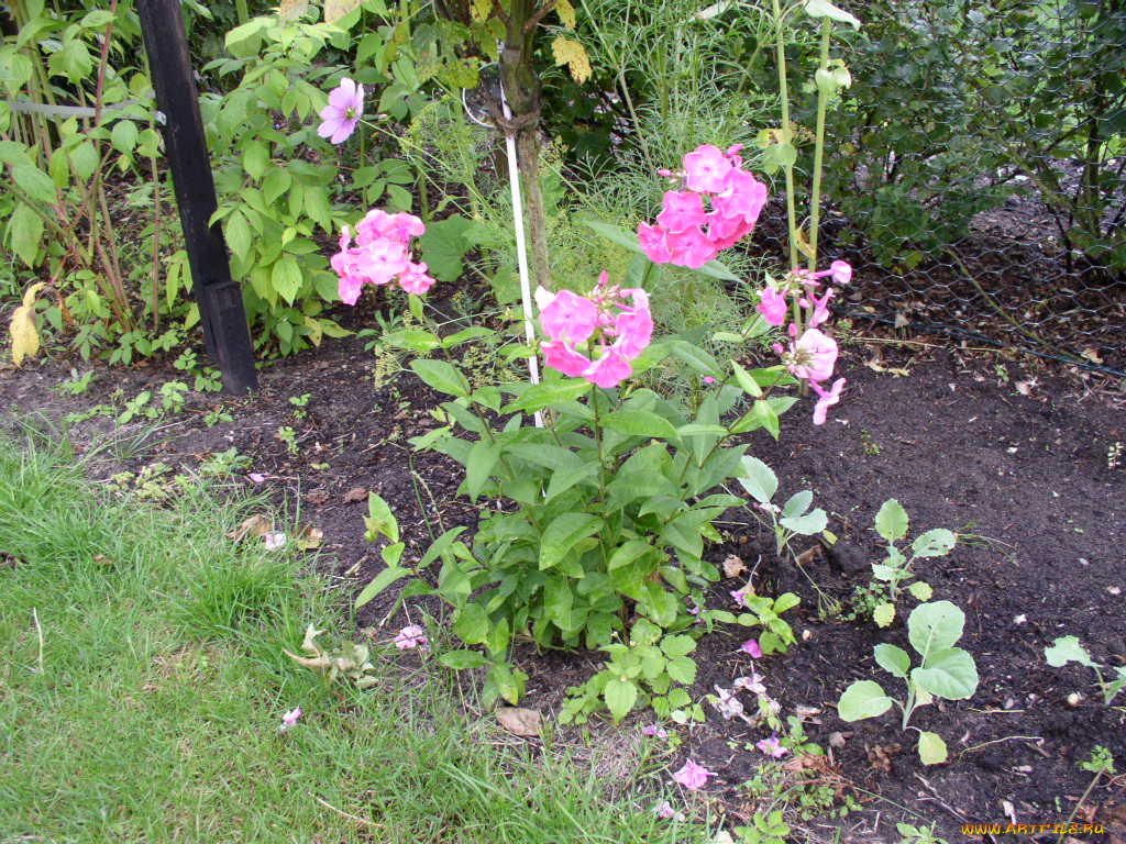 цветы, флоксы