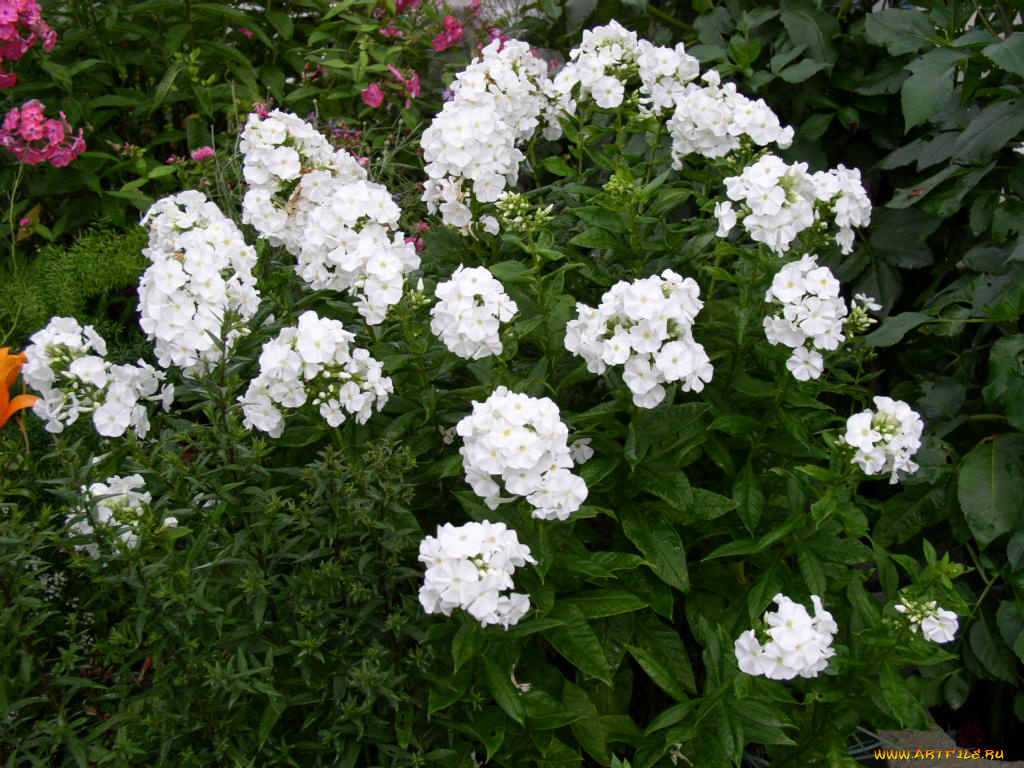 цветы, флоксы