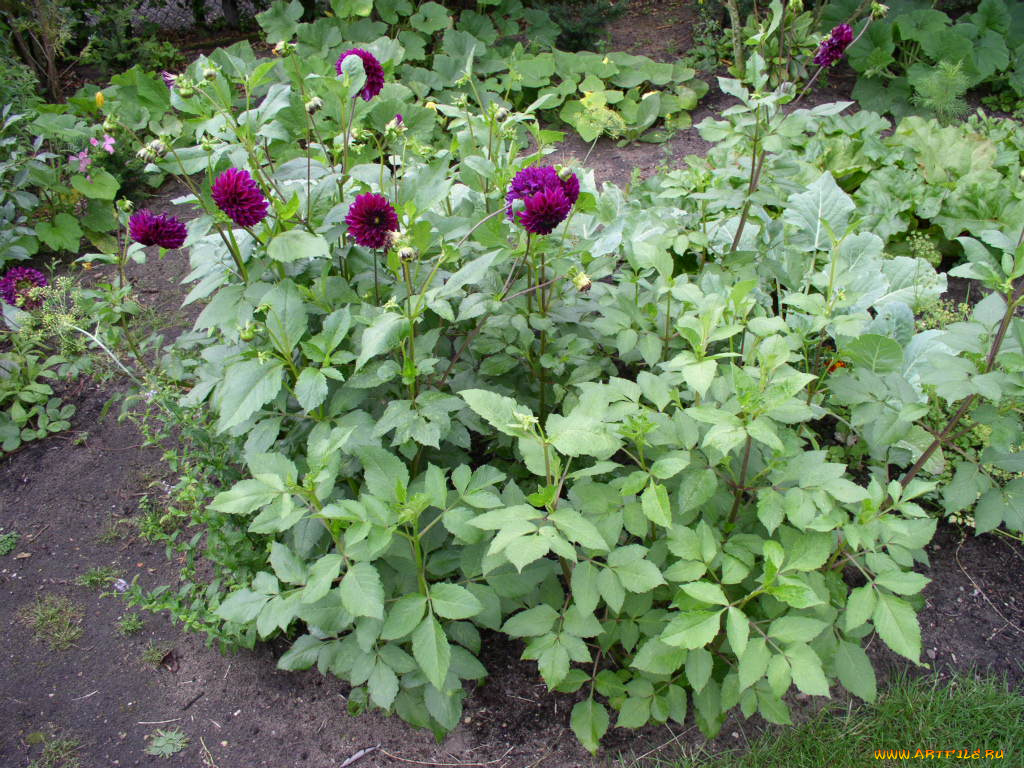 цветы, георгины