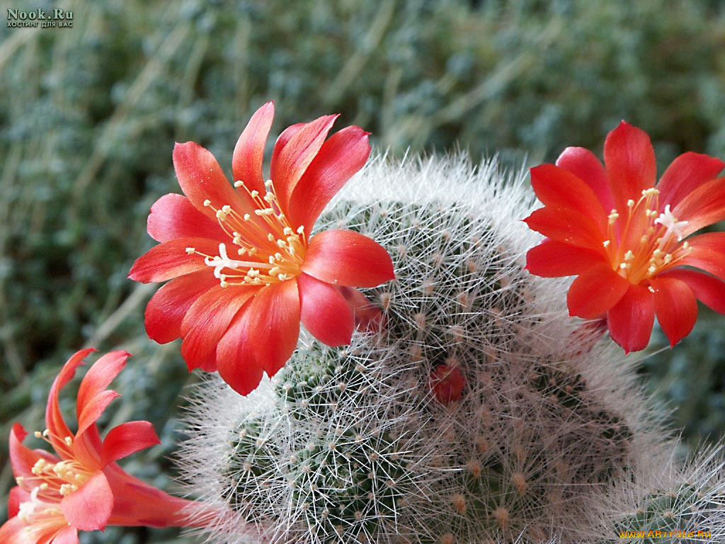 цветы, кактусы