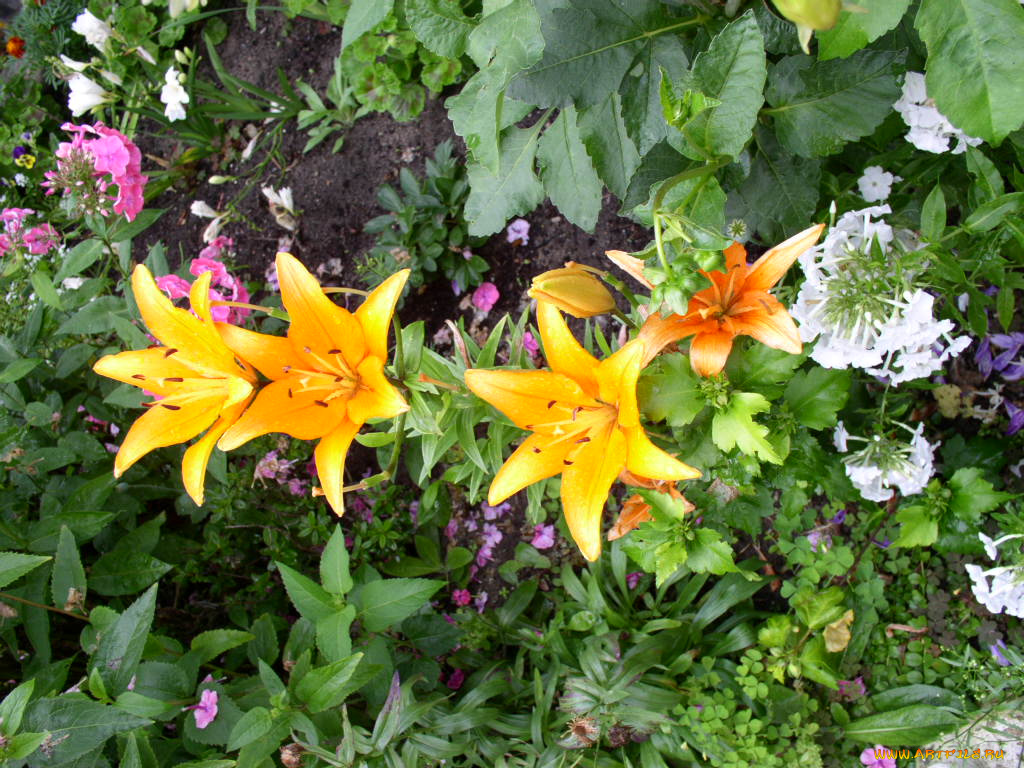 цветы, лилии, лилейники