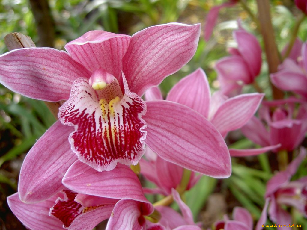 цветы, орхидеи