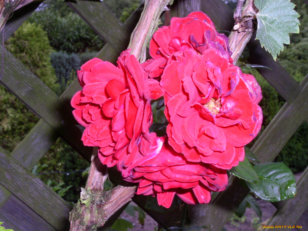 цветы, розы