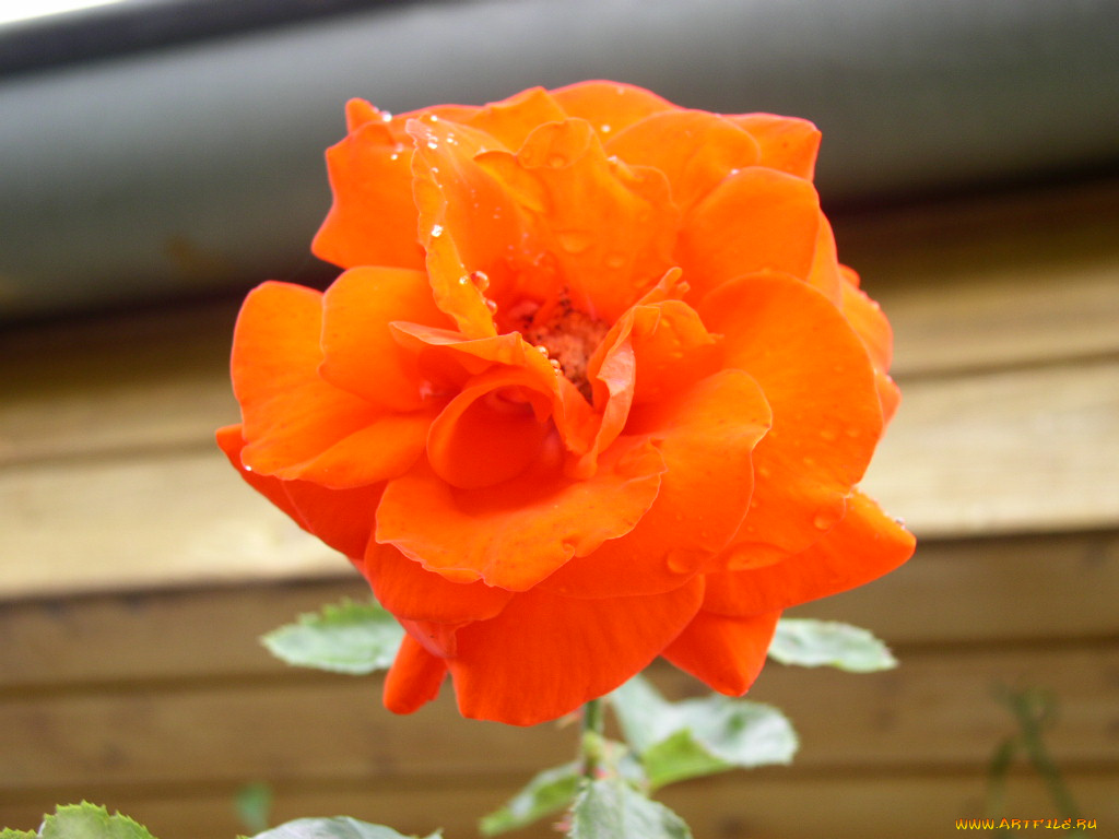 цветы, розы