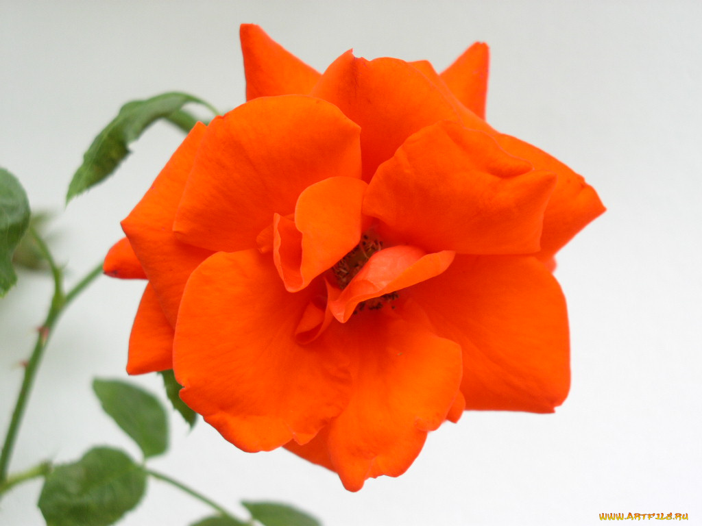 цветы, розы