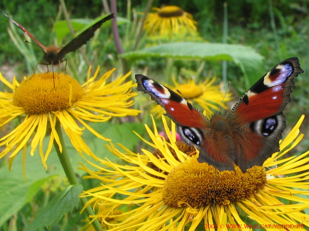 животные, бабочки