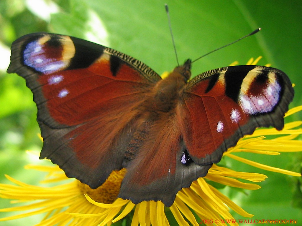 животные, бабочки