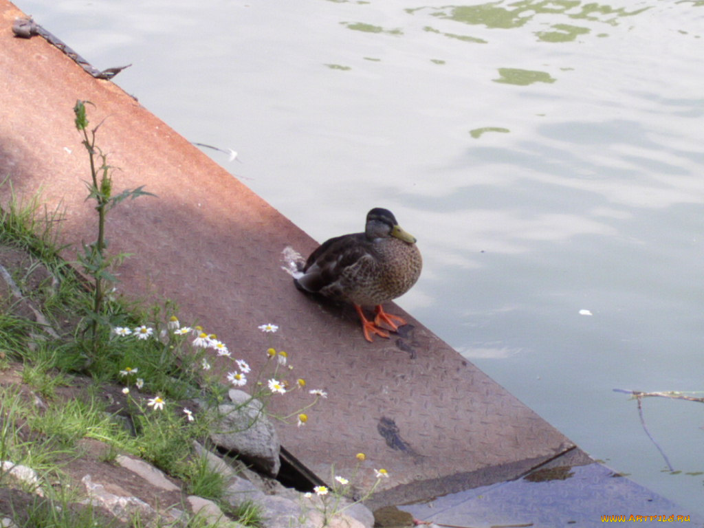 животные, утки