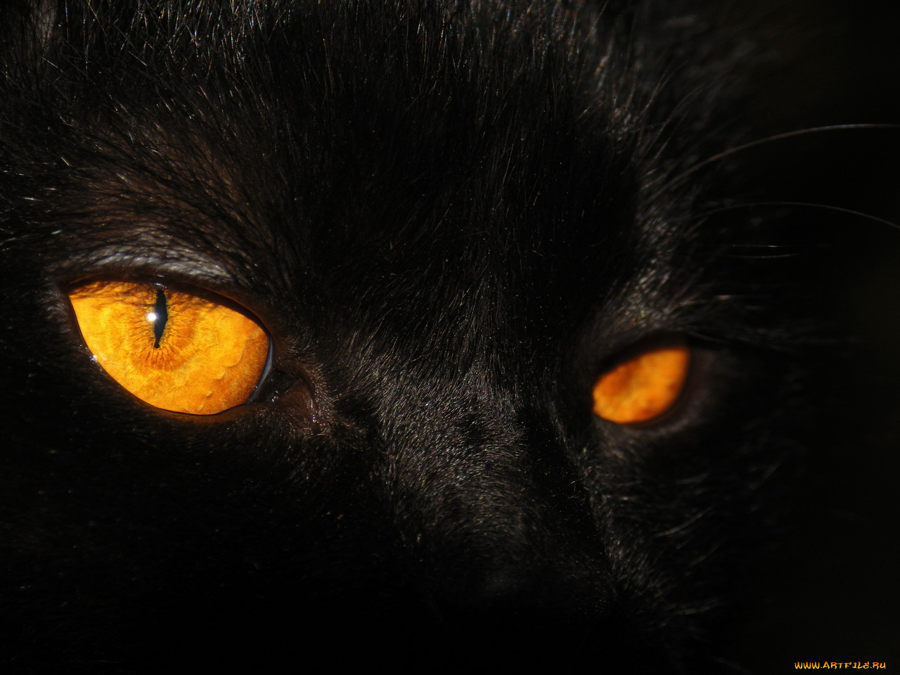 животные, коты