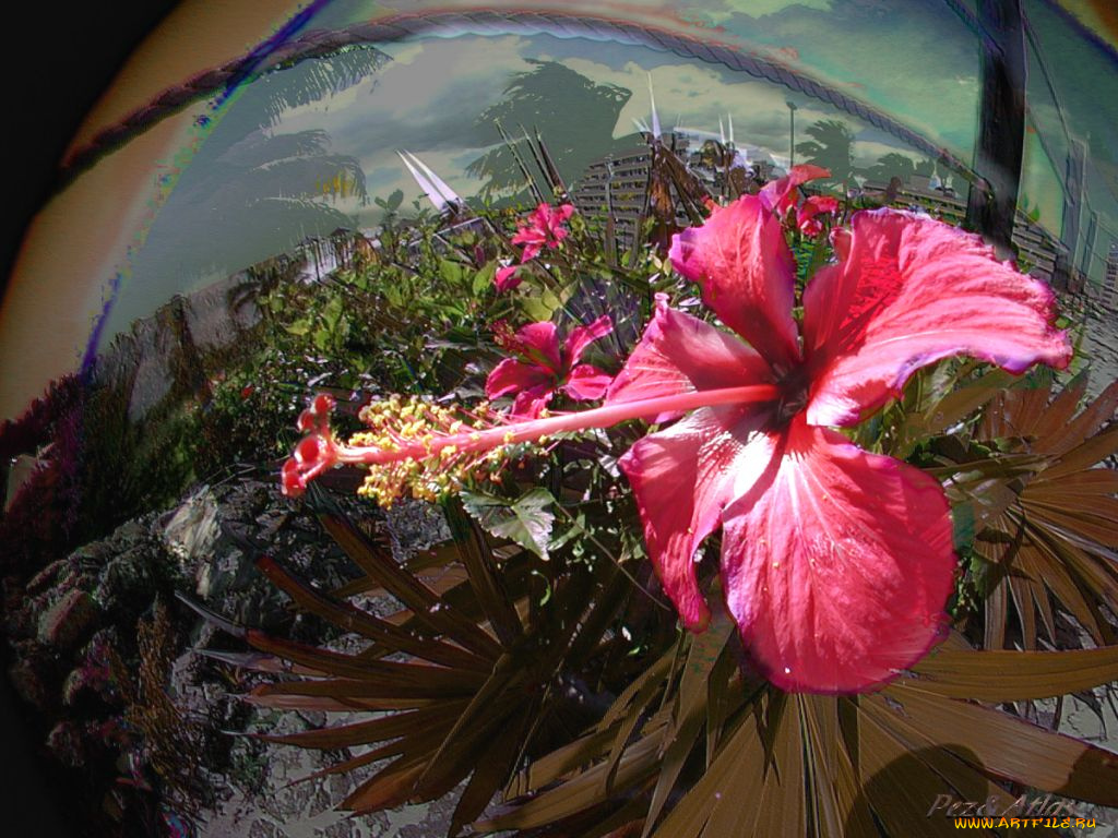 цветы, гибискусы