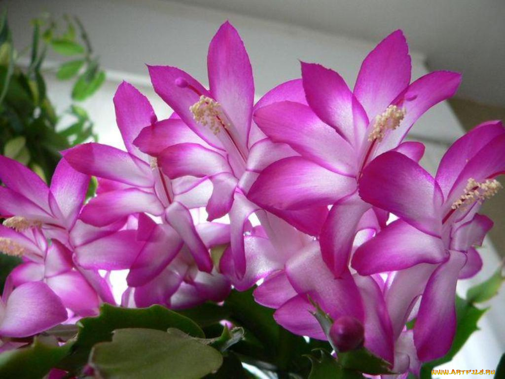 цветы, кактусы