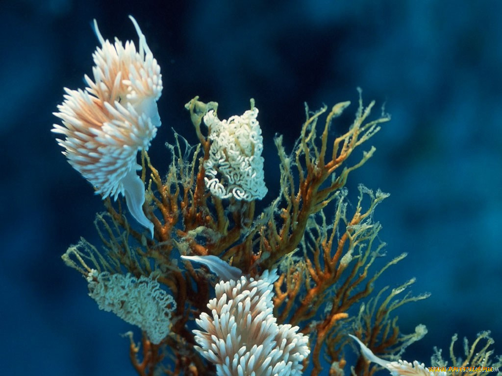 животные, морская, фауна