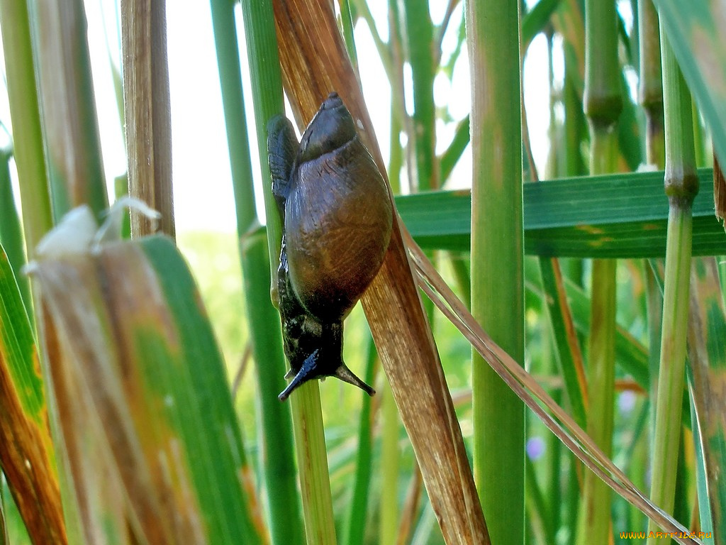 животные, улитки